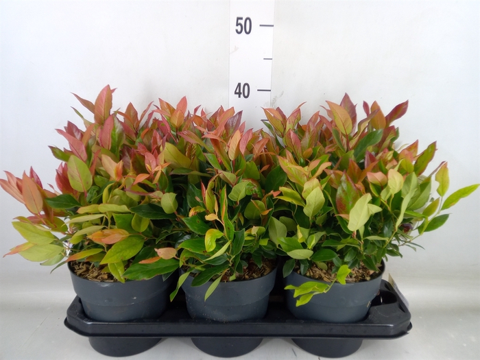 <h4>Leucothoe axillaris 'Zeblid'</h4>