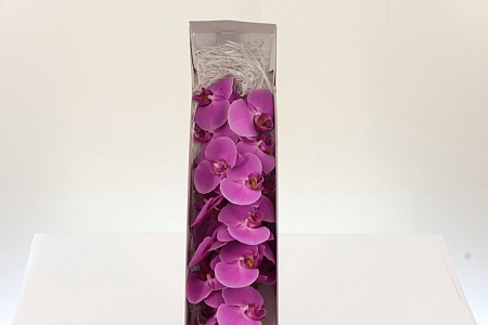 <h4>Phal Victori Princes</h4>