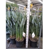 Strelitzia reg.