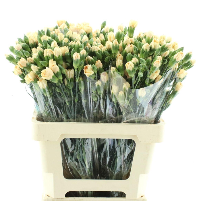<h4>Di Tr Col Pinata Sundrops X25</h4>