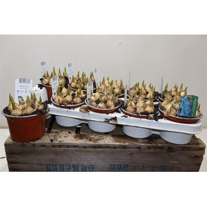 arr8 Muscar Blue Magic