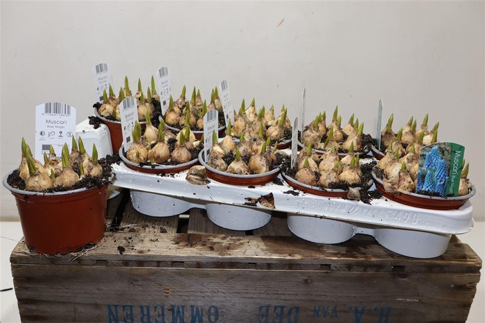 <h4>arr8 Muscar Blue Magic</h4>