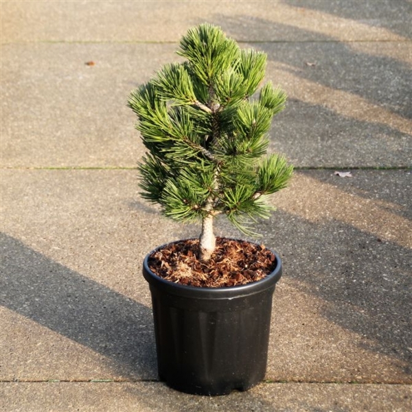 <h4>Pinus leucodermis 'Irish Bell'</h4>