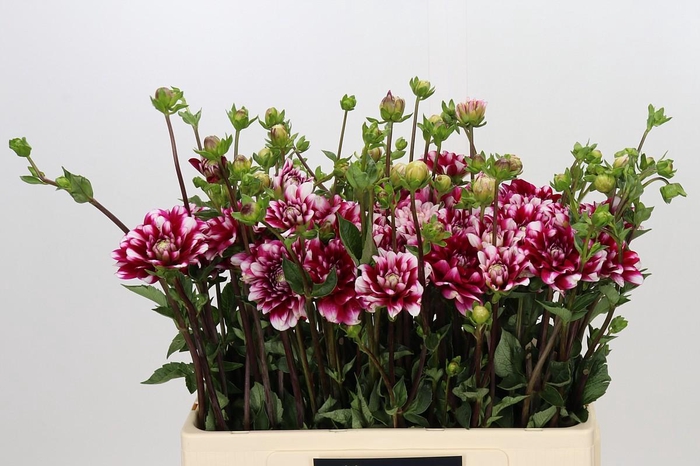 <h4>Dahlia Fiorentina</h4>