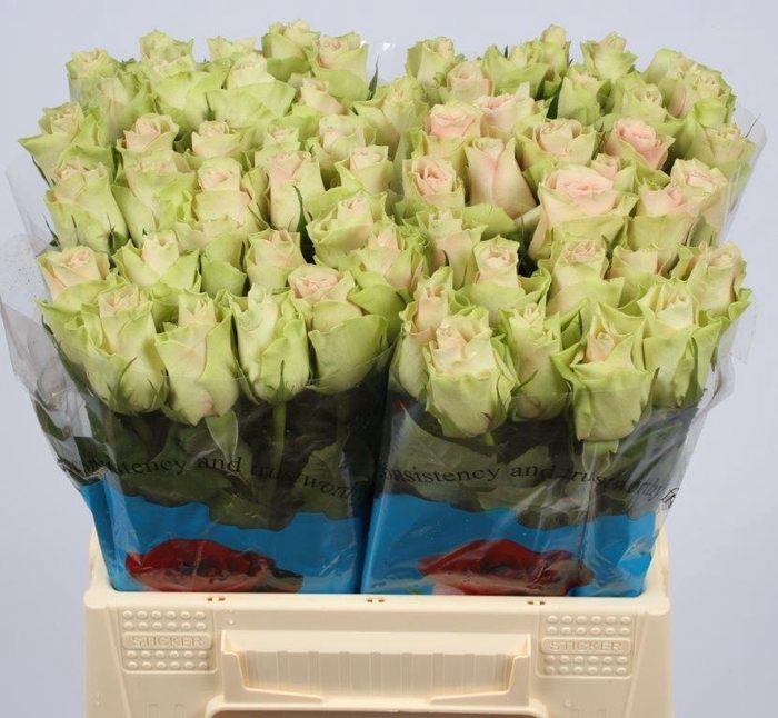 <h4>R GR LA BELLE</h4>