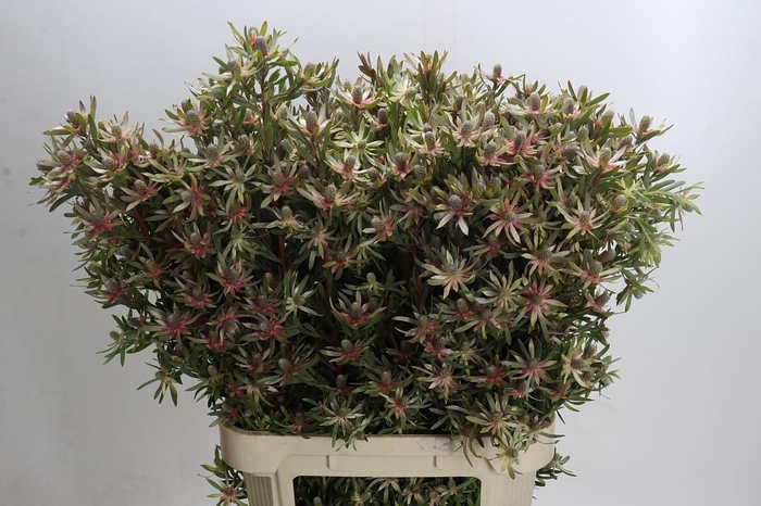 <h4>Leucadendron Ayoba Star Pearl</h4>