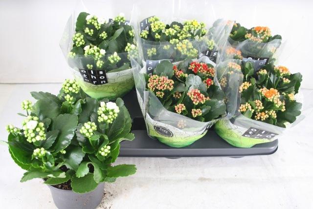 <h4>KAL GE GEM 4 KL</h4>