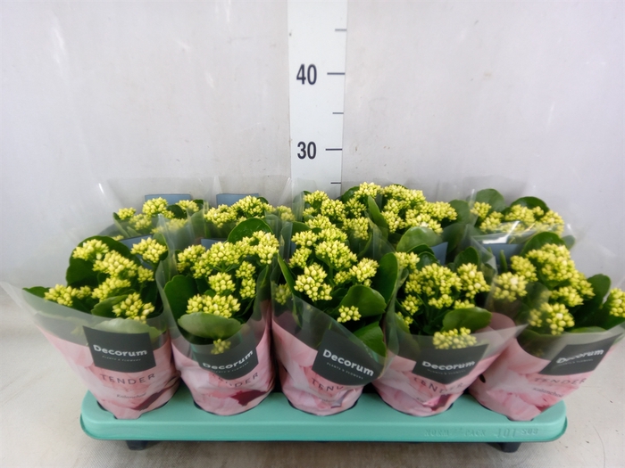 <h4>Kalanchoe blos. 'Serenity Silk'</h4>