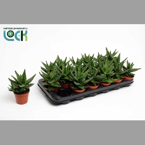 ALOE PERFOLIATA