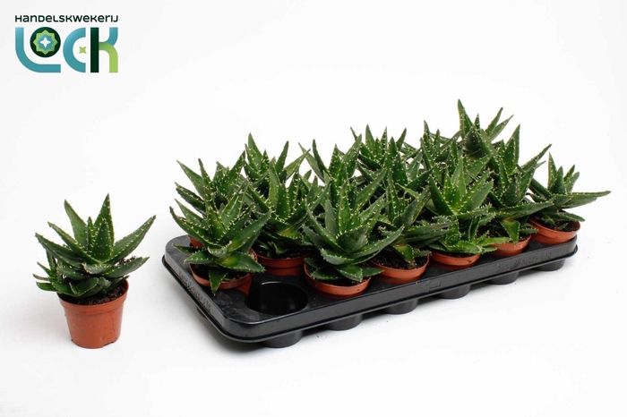 <h4>Aloë Mitriformis (Perfoliata)</h4>