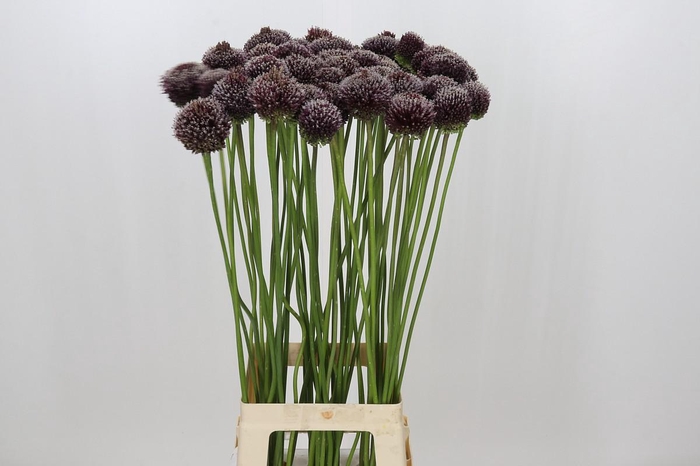 <h4>Allium Forelock</h4>