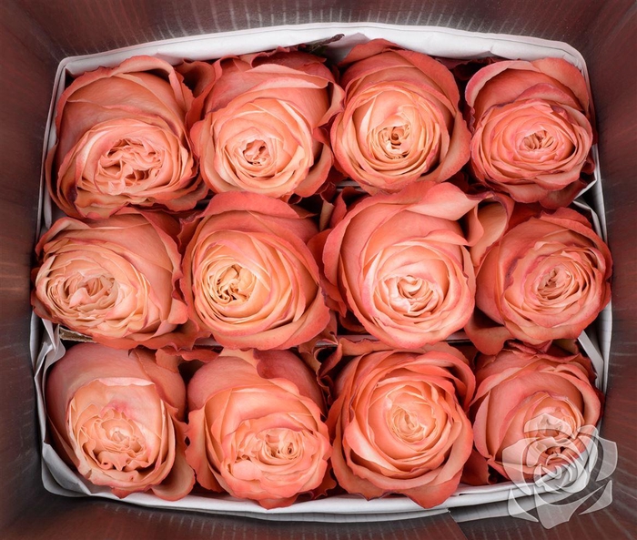 <h4>R GR KAHALA EQ</h4>