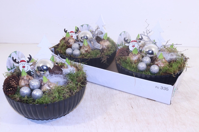 <h4>ARR HYACINTH</h4>