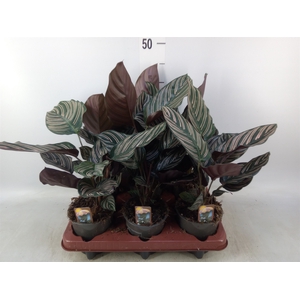 Calathea sanderiana