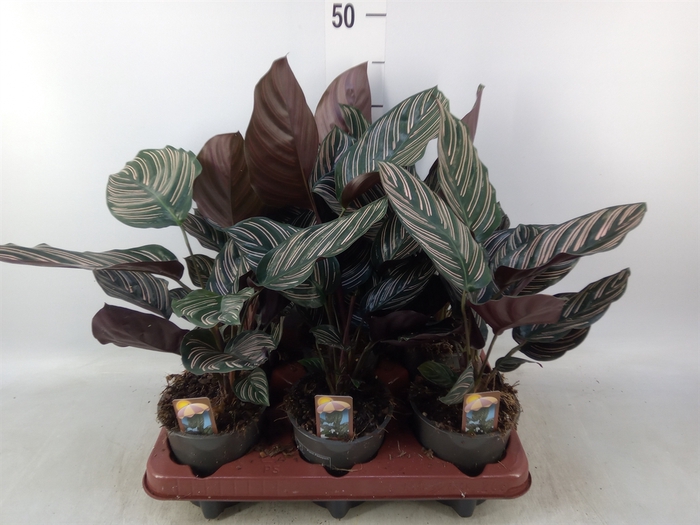 <h4>Calathea sanderiana</h4>