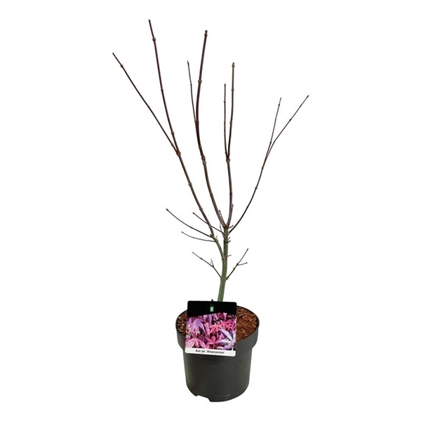 <h4>Acer pal. 'Atropurpureum'</h4>