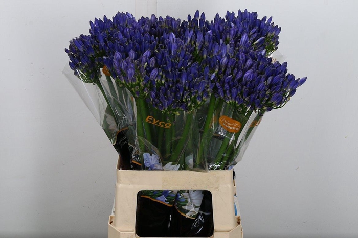 <h4>Agap Eyfori Blue</h4>