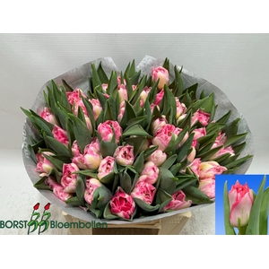 TU DU PINK DELIGHT