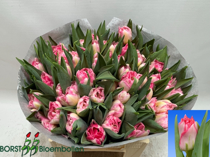 <h4>TU DU PINK DELIGHT</h4>