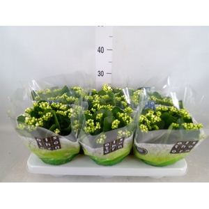 Kalanchoe blos. 'Calandiva Whites'