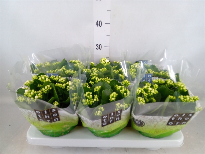 <h4>Kalanchoe blos. 'Calandiva Whites'</h4>