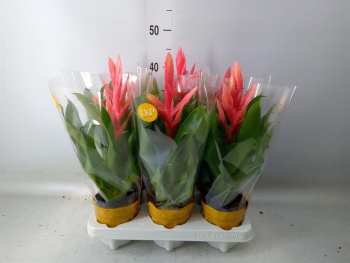 <h4>Tillandsia  'Ziva'</h4>