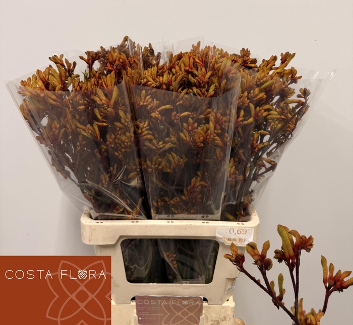 <h4>ANIGOZ GOLD FEVER</h4>