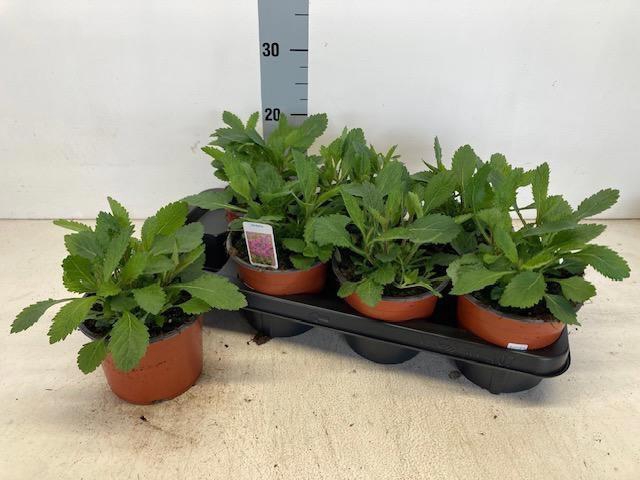 <h4>VERBE BONARIENSIS</h4>