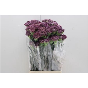 Di St Copper Extasis