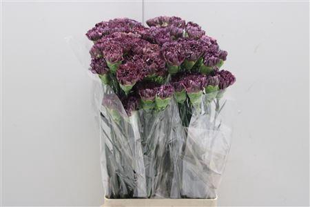 <h4>Di St Copper Extasis</h4>