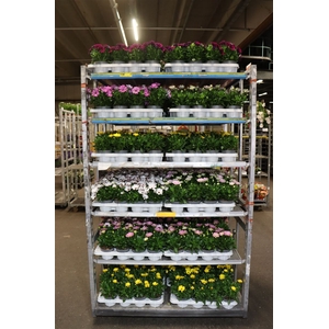 arr8 Osteo Mixk 1 Klr Per Tray