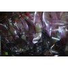 BROMELIA IMPERIAL P27 VERDE/VERMELHO