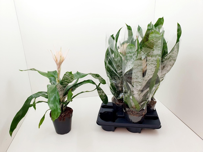 <h4>AECH FAS PRONTOO</h4>