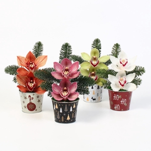 CYMB VERPAKT P BLOEM 2262