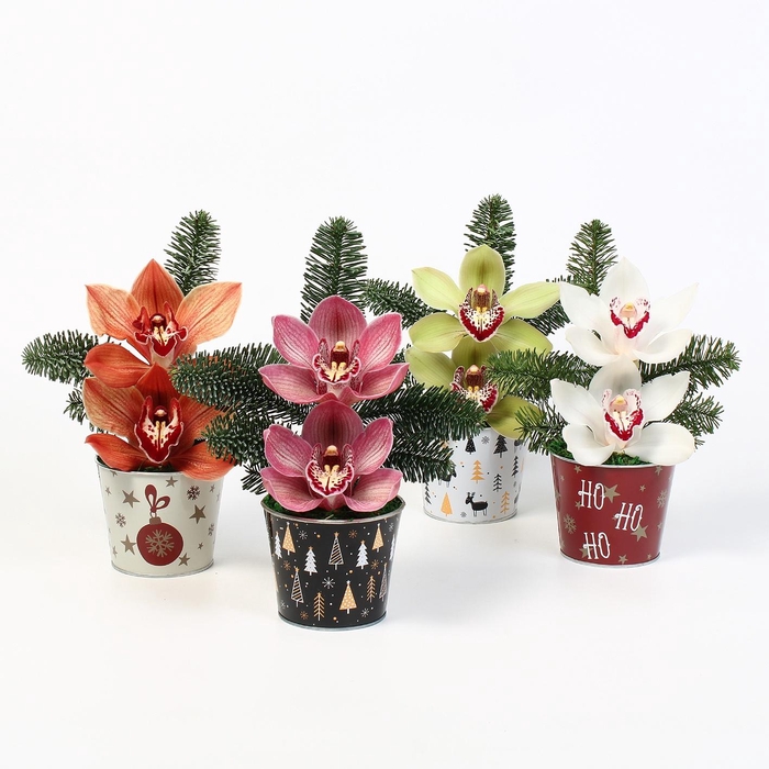 <h4>CYMB VERPAKT P BLOEM 2262</h4>