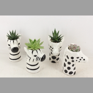 arr2 PL - Ker. zebra/giraffe mix Eche.