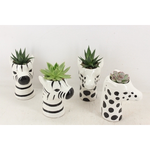 arr2 PL - Ker. zebra/giraffe mix Eche.