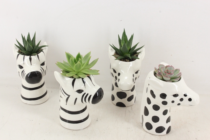 <h4>arr2 PL - Ker. zebra/giraffe mix Eche.</h4>