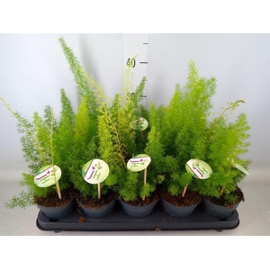 Asparagus dens. 'Meyers'