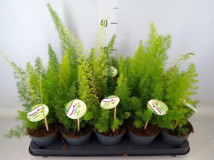 <h4>Asparagus dens. 'Meyers'</h4>