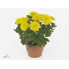 Chrysant Cozy