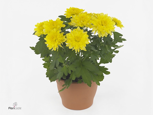 Chrysant Cozy
