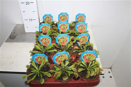 Dionaea Muscipula A2