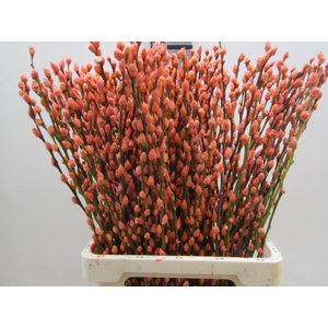 Salix Katje Zalm L70