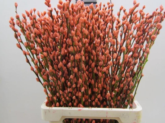 <h4>Salix Katje Zalm L70</h4>