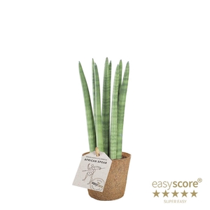 SANSEVIERIA CYLINDRICA P9 STRAIGHT COCOZ