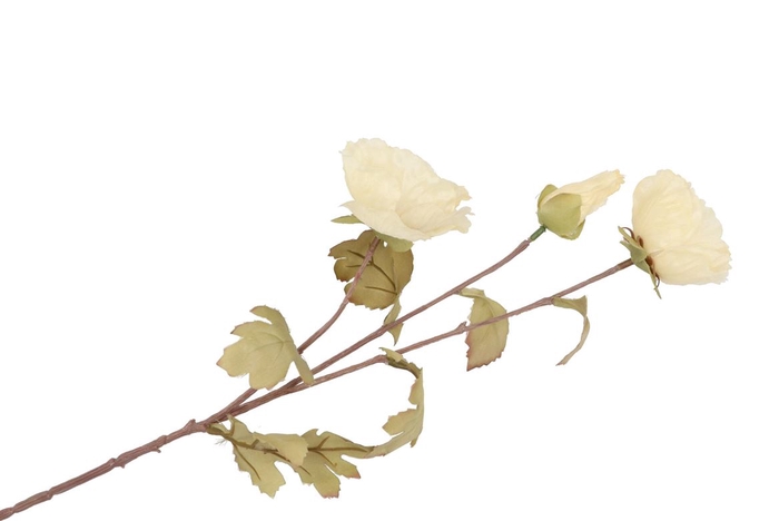 <h4>Silk Papaver 3x Creme 76cm</h4>