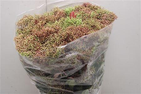 <h4>Photinia Bes Flower</h4>