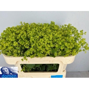 ALCHEM M ROBUSTICA