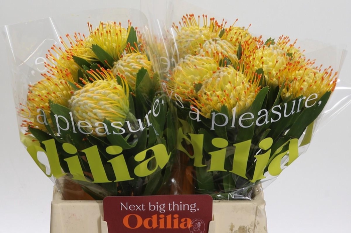 <h4>Nutans Cuneiforme</h4>